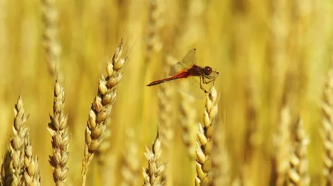 Dragonfly sitting on a wheat ear Stock Footage 54407999