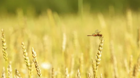 Dragonfly sitting on a wheat ear Stock Footage 54408039