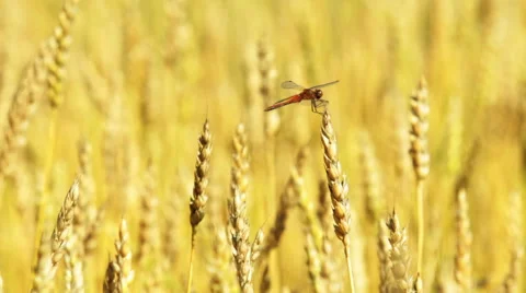 Dragonfly sitting on a wheat ear Stock Footage 54408067