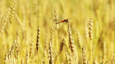 Dragonfly sitting on a wheat ear Video stock 54408078