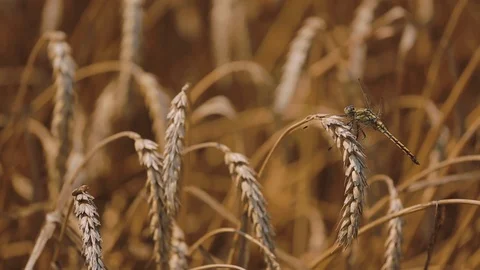 Dragonfly Sitting on a Wheat Ear Stock Footage 97450519