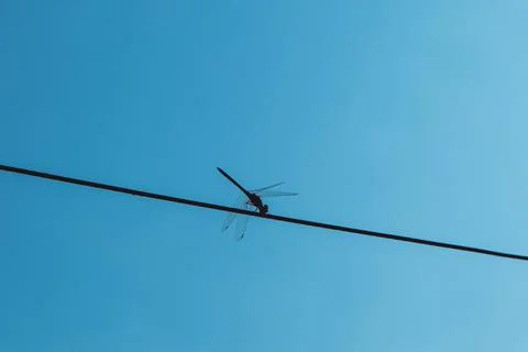 The dragonfly is sitting on the wire. Stock Photos