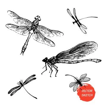 Dragonfly sketch set design Stock Illustration