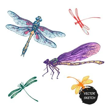 Dragonfly sketch set design Stock Illustration