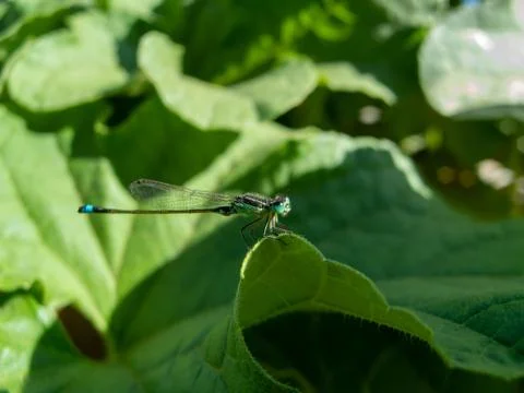 A dragonfly sleeping on a melon leaf 写真素材