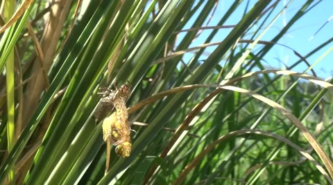 Dragonfly slips Stock Footage 63108753