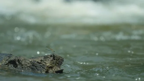 Dragonfly - Slow Motion 4k Vídeo Stock 79905022