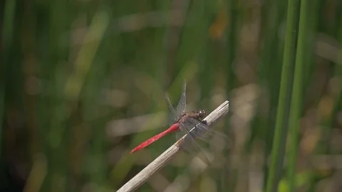 Dragonfly Slow Motion Flying Off Branch 库存影片 72436672