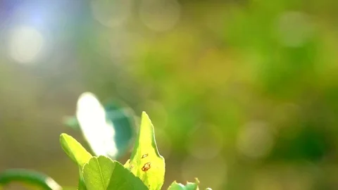 Dragonfly slow motion flying cacth on top tree is beauty Stock Footage 82732393