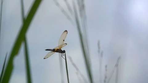 Dragonfly slow motion flying on top grass Video stock 82719590