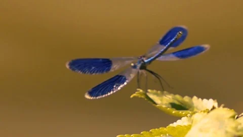 Dragonfly slow motion Stock Footage