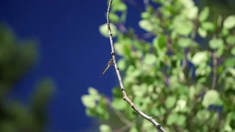 DragonFly in Slow Motion Stock Footage 138049917