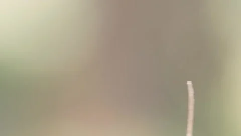 Dragonfly in slowmotion flying closeup Stock Footage 252215694