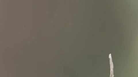 Dragonfly in slowmotion flying closeup Stock Footage 252215703