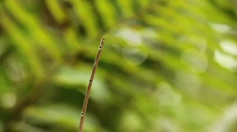Dragonfly slowmotion Stock Footage 681406