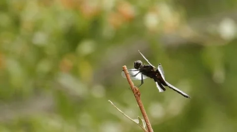 Dragonfly on small branch 스톡 동영상 45590787