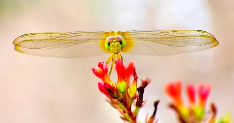 Dragonfly On Small Flower Stock Photos