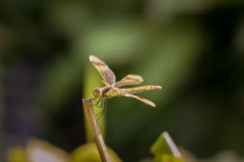 The dragonfly smiles 库存照片