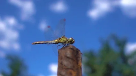 Dragonfly soars against the sky. Stock Footage 93225166