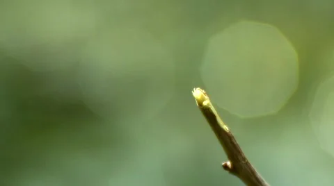 Dragonfly with sound Video stock 1087959