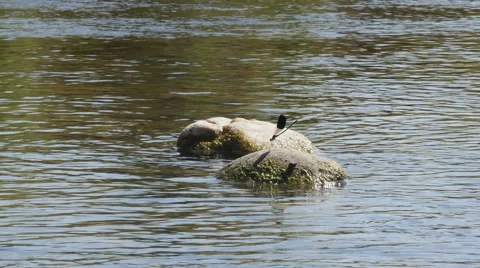 Dragonfly spreading wings and fly from rock in the river, slow motion by Pakito. Stock Footage 65814748