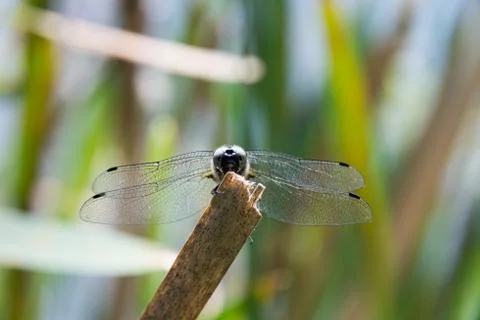 Dragonfly in spring 2016 Stock Photos