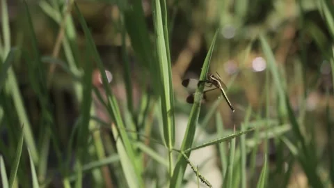 Dragonfly in springtime Stock Footage 250991436
