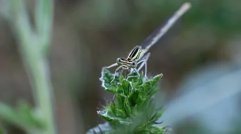 Dragonfly on a stalk of grass Stock Footage 64946545