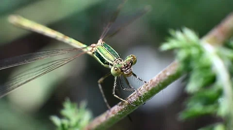 Dragonfly on a stalk of grass Stock Footage 64946553