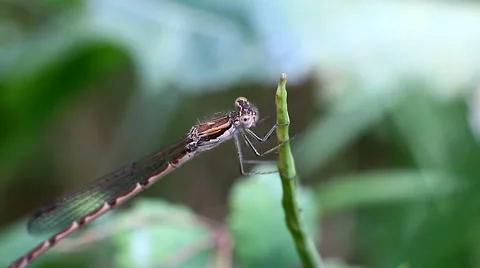 Dragonfly on a stalk of grass Stock Footage 64946595