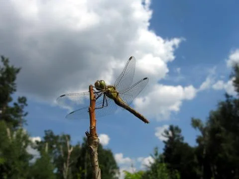 Dragonfly on stalk Stock Photos
