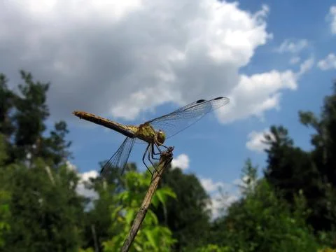 Dragonfly on the stalk Stock Photos