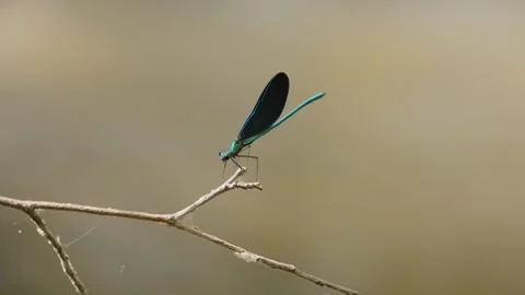 Dragonfly standing on the branch Stock Footage 250096510