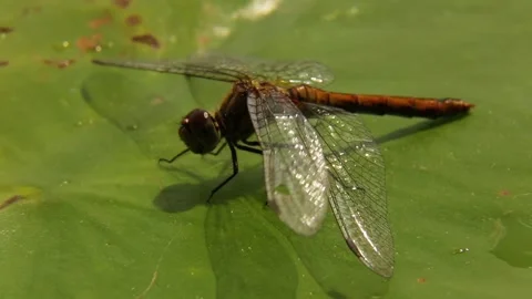 A dragonfly standing on a green leaf moves its legs and shakes its wings. Stock Footage 247268213