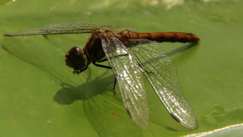 A dragonfly standing on a green leaf moves its legs and shakes its wings. Stock Footage 248820713