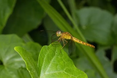 Dragonfly standing on green leaf Stock Photos
