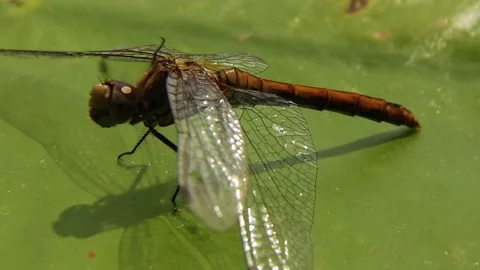 A dragonfly standing on a green leaf washes in nature. Stock Footage 250522334