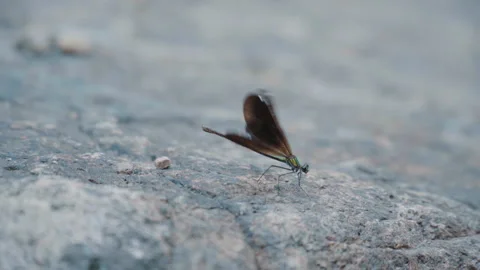 Dragonfly standing on the rock, Dragonfly flaps Stock Footage 250096163