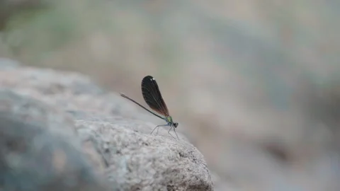 Dragonfly standing on the rock, handheld motion shooting Stock Footage 250125754