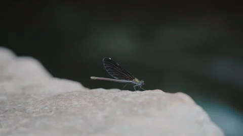 A dragonfly standing by the stream Stock Footage 250193859