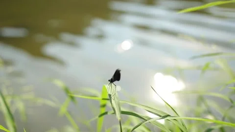 A dragonfly stands on the grass. Stock Footage 169628378