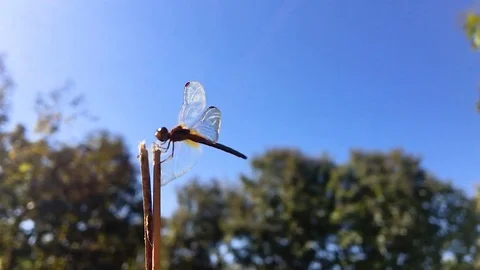 Dragonfly that stands out in flight in slow motion Stock Footage 92434515