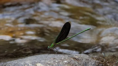 Dragonfly stay on the rocks. Video stock 83130616