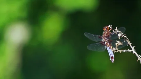 Dragonfly stays on a branch Stock Footage 125000927