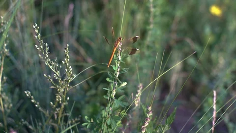 A dragonfly stays on grass Stock Footage 93220434