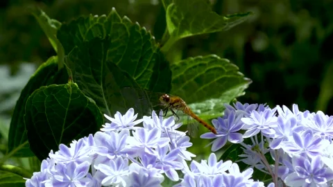 Dragonfly that stays in the hydrangea Stock Footage 145107325