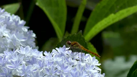 Dragonfly that stays in the hydrangea Stock Footage 145107353