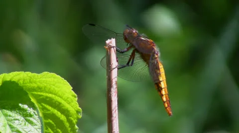 Dragonfly on stem 스톡 동영상 24864732