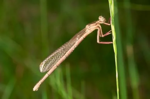 Dragonfly on a stem of grass. Stock Photos