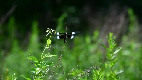 Dragonfly on stem nice bokeh Stock Footage 246943162